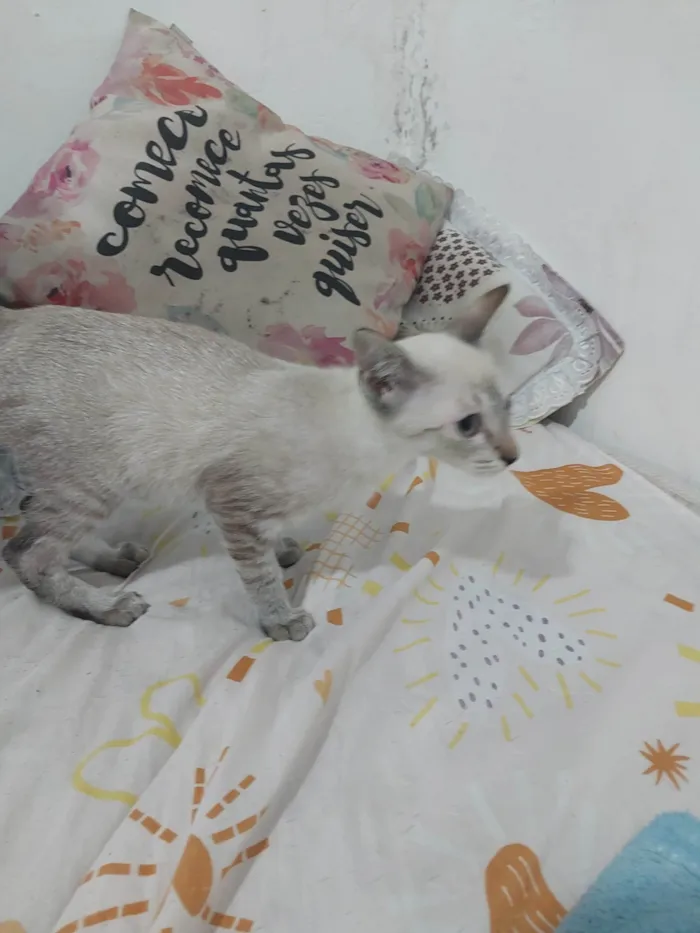 Gato ra a Siamês idade 2 a 6 meses nome Maria 3