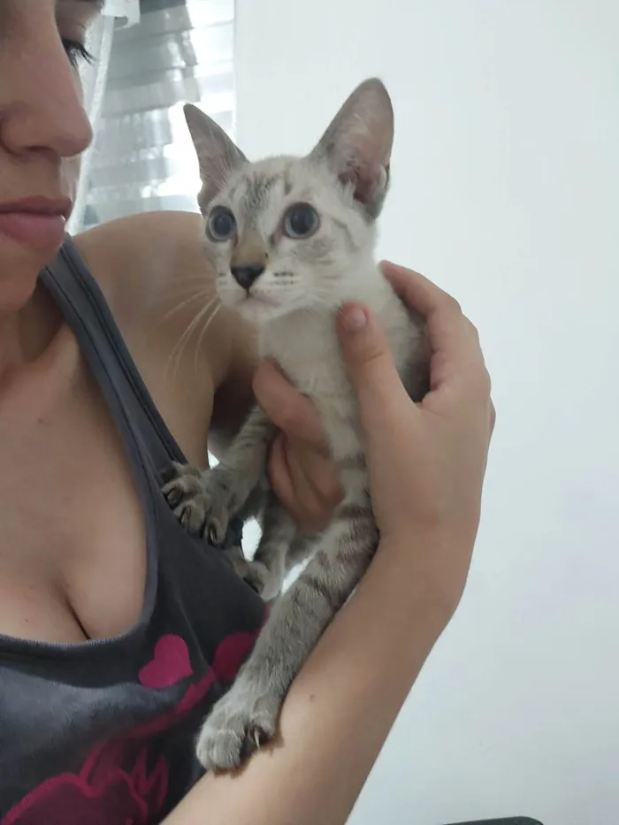 Gato ra a Siamês idade 2 a 6 meses nome Maria 3