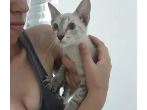 Gato raça Siamês idade 2 a 6 meses nome Maria 3
