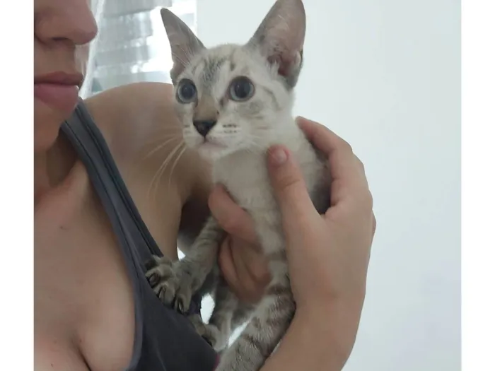 Gato ra a Siamês idade 2 a 6 meses nome Maria 3