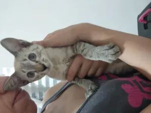 Gato raça Siamês idade 2 a 6 meses nome José 