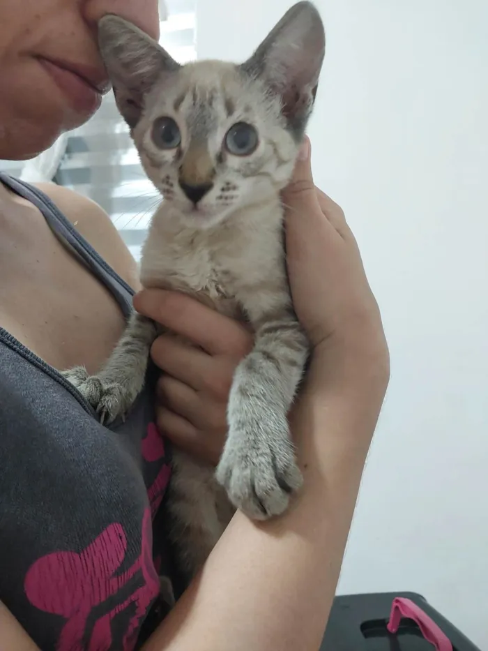 Gato ra a Siamês idade 2 a 6 meses nome José 