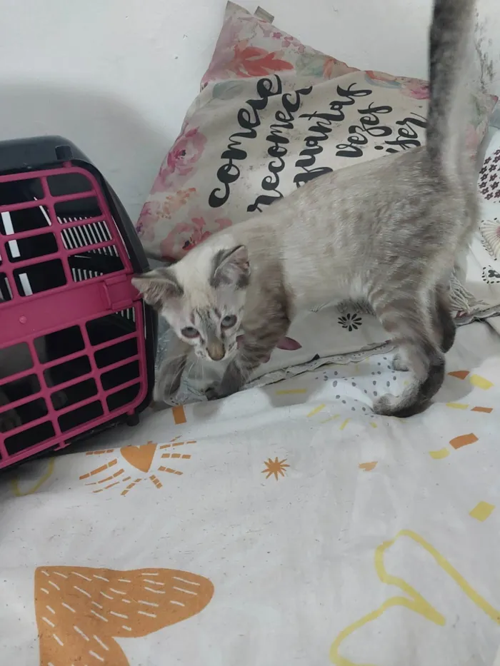 Gato ra a Siamês idade 2 a 6 meses nome José 