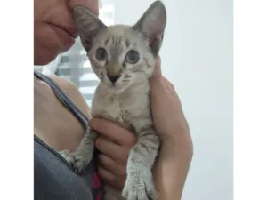 Gato raça Siamês idade 2 a 6 meses nome José 