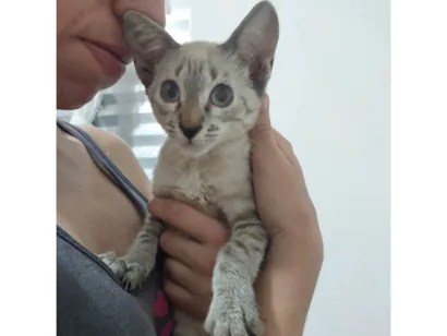 Gato raça Siamês idade 2 a 6 meses nome José 