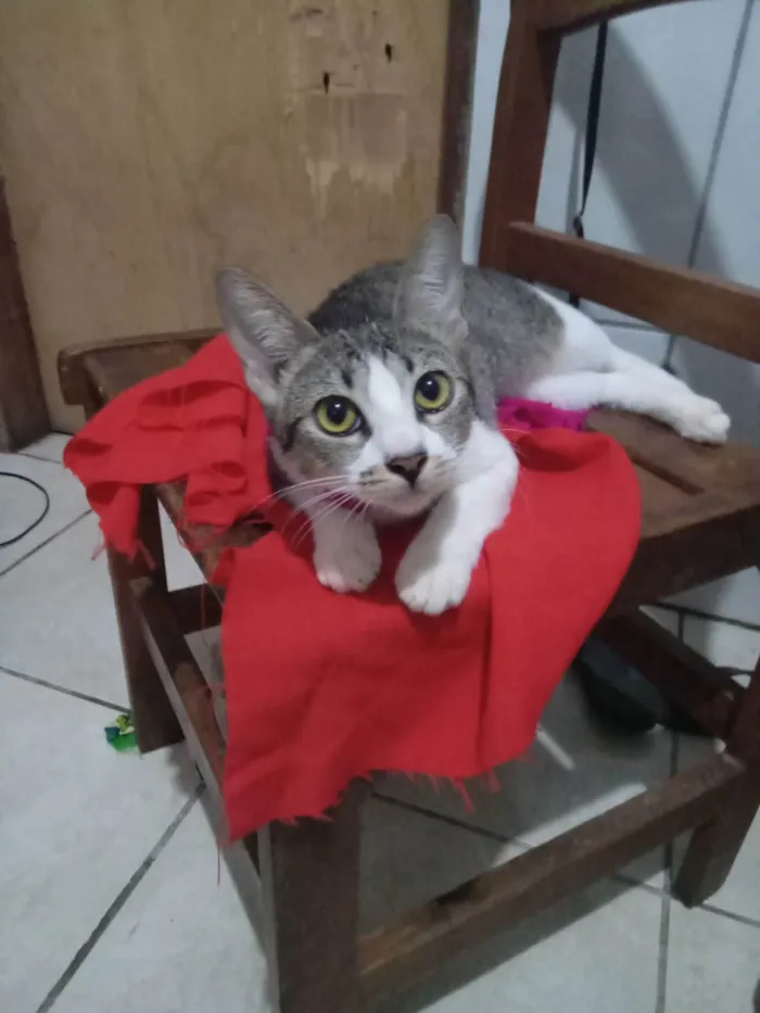 Gato ra a SRD-ViraLata idade 2 a 6 meses nome Nana