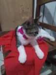 Nana