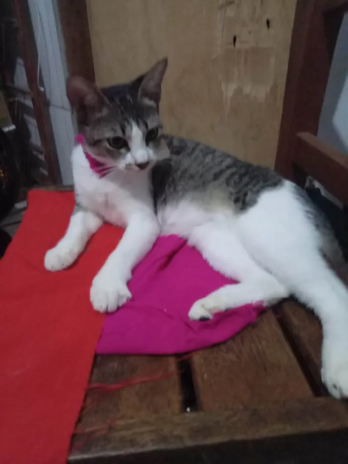 Gato ra a SRD-ViraLata idade 2 a 6 meses nome Nana