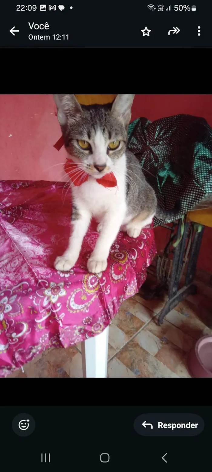 Gato ra a SRD-ViraLata idade 2 a 6 meses nome Nana