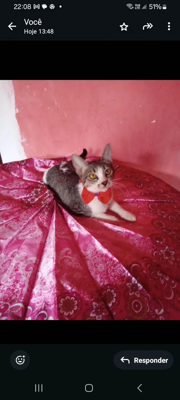Gato ra a SRD-ViraLata idade 2 a 6 meses nome Nana