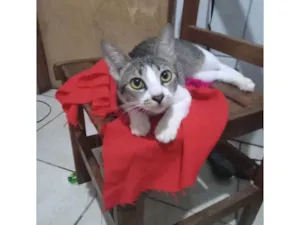 Gato raça SRD-ViraLata idade 2 a 6 meses nome Nana