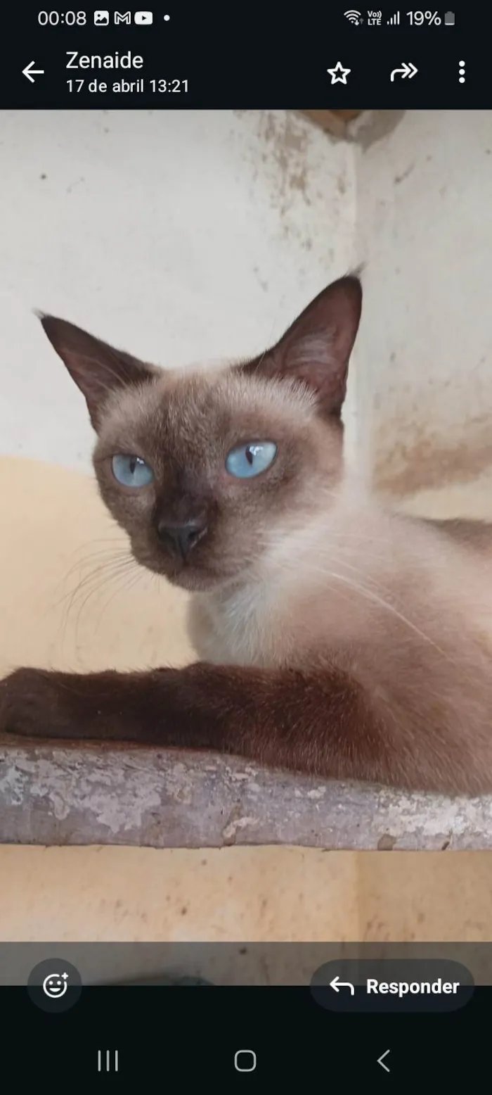 Gato ra a Siamês idade 7 a 11 meses nome Lala
