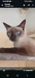 Lala