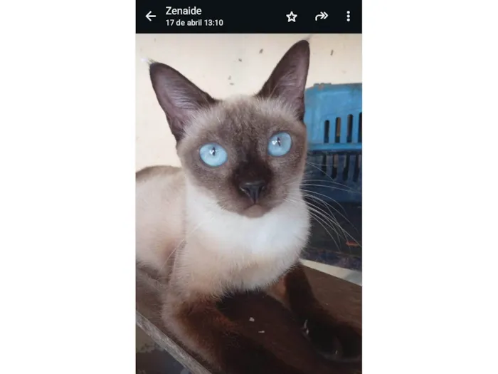 Gato ra a Siamês idade 7 a 11 meses nome Lala