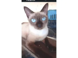 Gato raça Siamês idade 7 a 11 meses nome Lala