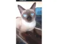 Lala