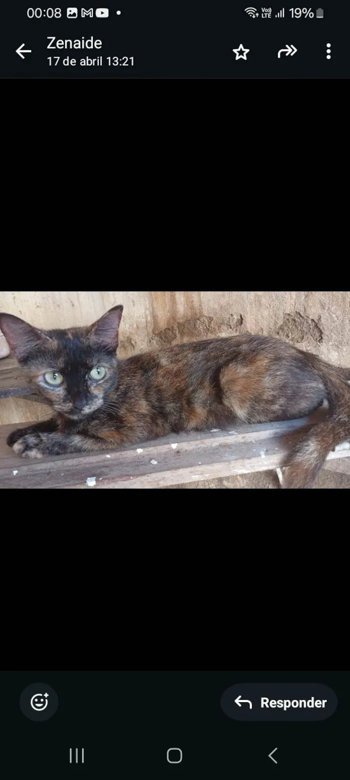 Gato ra a SRD-ViraLata idade 7 a 11 meses nome Mel