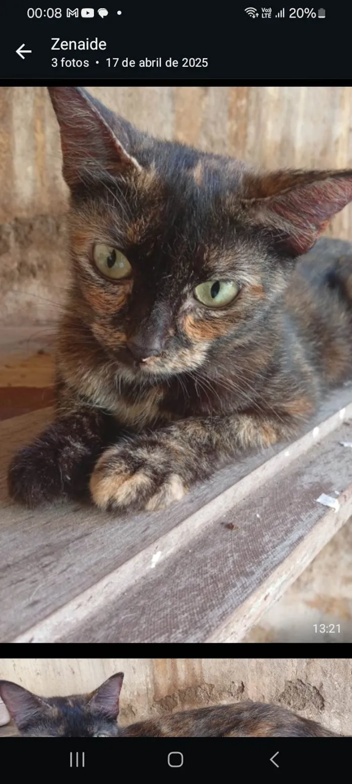 Gato ra a SRD-ViraLata idade 7 a 11 meses nome Mel