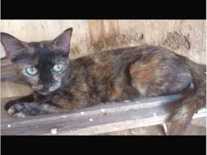 Gato raça SRD-ViraLata idade 7 a 11 meses nome Mel