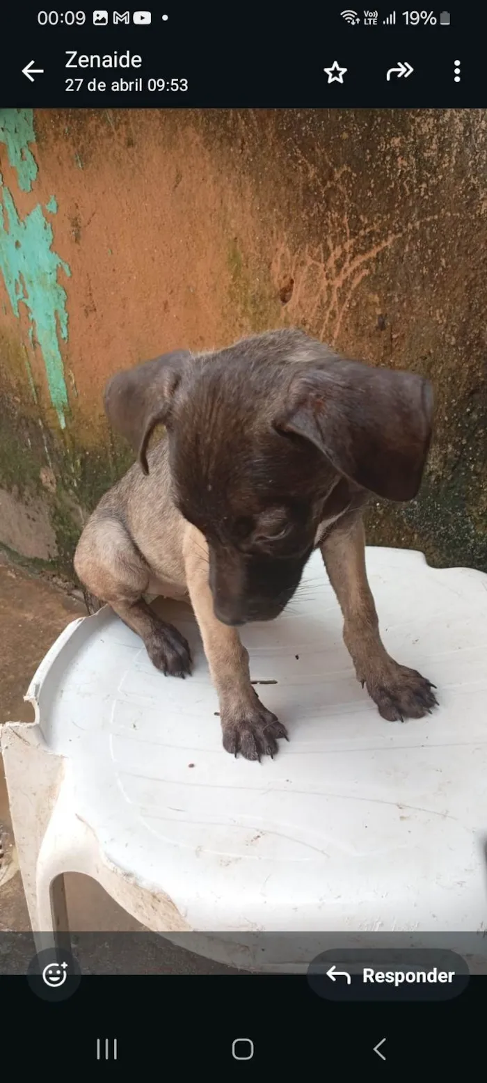 Cachorro ra a SRD-ViraLata idade 2 a 6 meses nome June