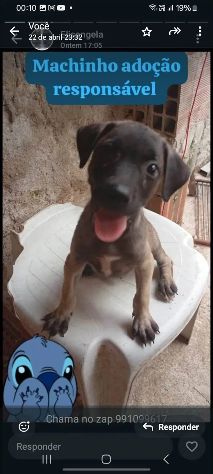 Cachorro ra a SRD-ViraLata idade 2 a 6 meses nome June