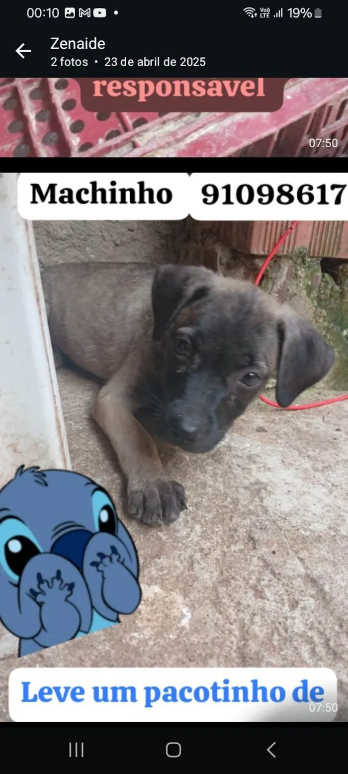 Cachorro ra a SRD-ViraLata idade 2 a 6 meses nome June