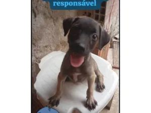 Cachorro raça SRD-ViraLata idade 2 a 6 meses nome June