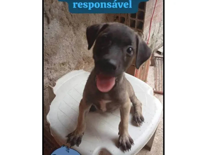 Cachorro ra a SRD-ViraLata idade 2 a 6 meses nome June