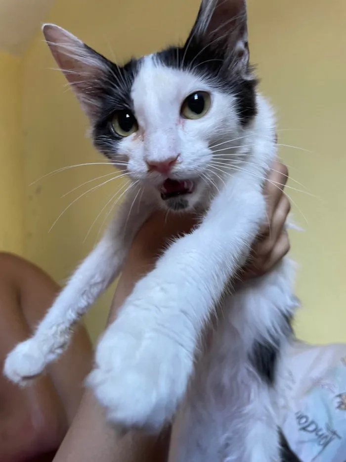 Gato ra a SRD-ViraLata idade 2 a 6 meses nome Sem nome 