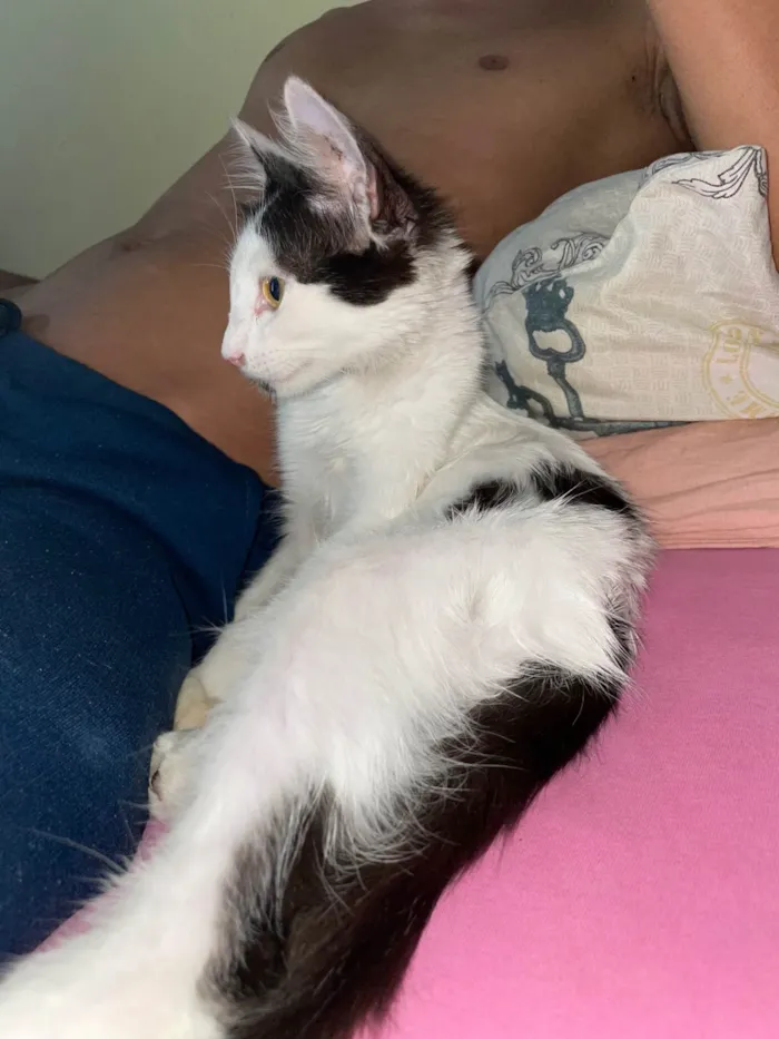 Gato ra a SRD-ViraLata idade 2 a 6 meses nome Sem nome 