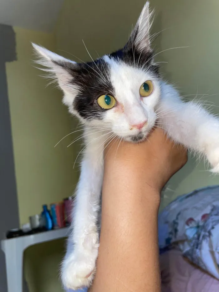 Gato ra a SRD-ViraLata idade 2 a 6 meses nome Sem nome 