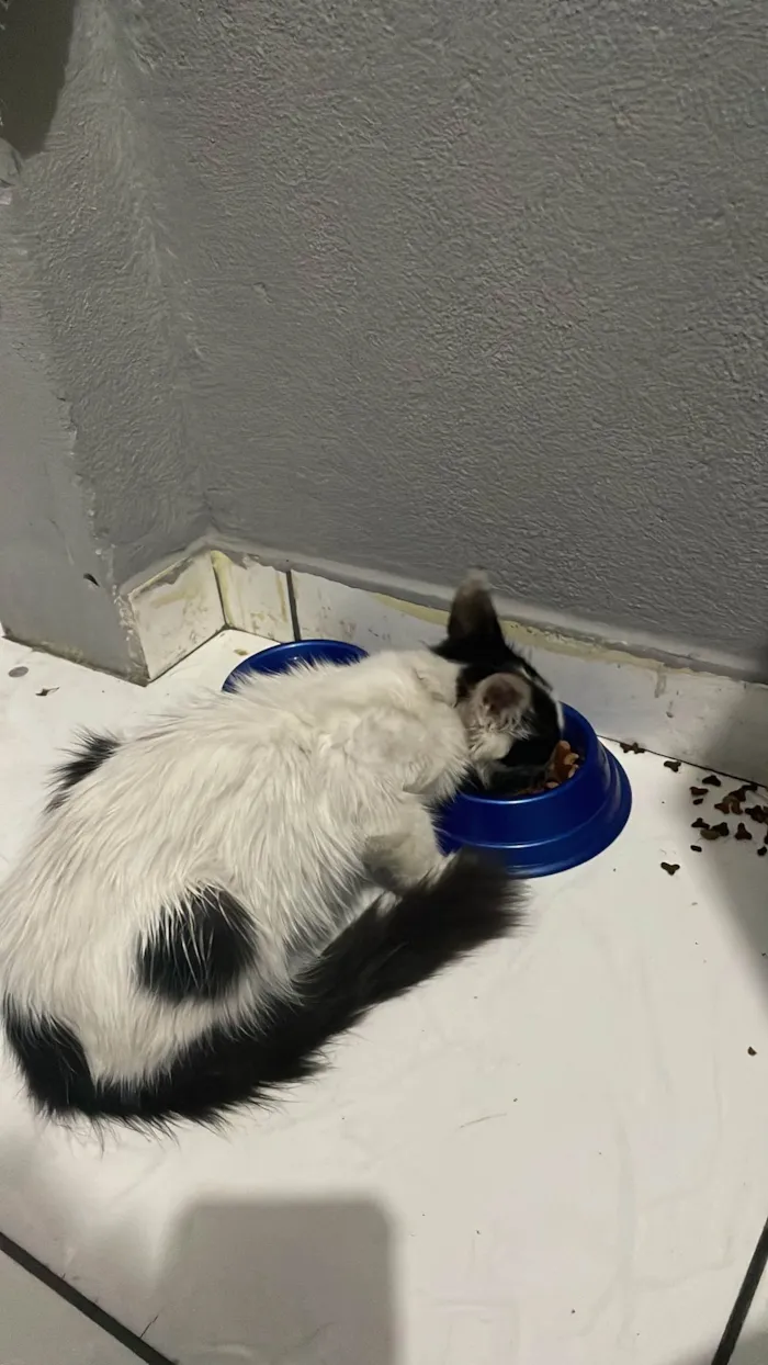Gato ra a SRD-ViraLata idade 2 a 6 meses nome Sem nome 
