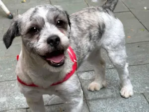 Cachorro raça Lhasa Apso idade 1 ano nome Não sei