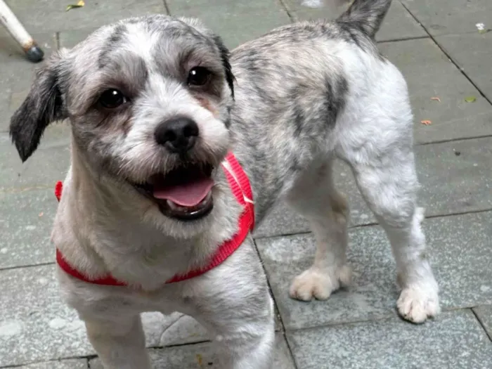 Cachorro ra a Lhasa Apso idade 1 ano nome Não sei