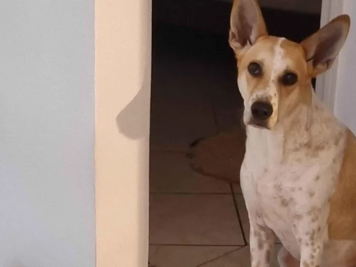 Cachorro ra a SRD-ViraLata idade 3 anos nome Dudu