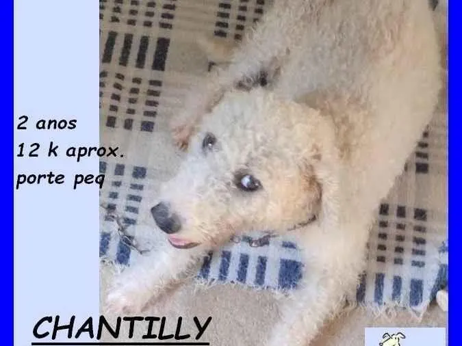 Cachorro ra a SRD-ViraLata idade 2 anos nome Chantilly