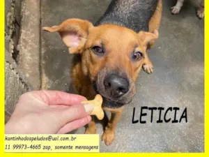 Cachorro raça SRD-ViraLata idade 2 anos nome Letícia 