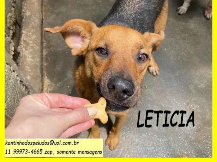 Cachorro ra a SRD-ViraLata idade 2 anos nome Letícia 