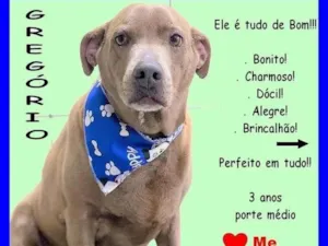 Cachorro raça SRD-ViraLata idade 3 anos nome Gregório