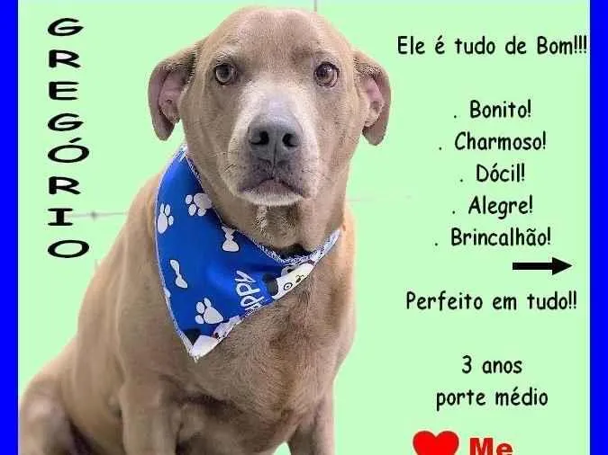 Cachorro ra a SRD-ViraLata idade 3 anos nome Gregório