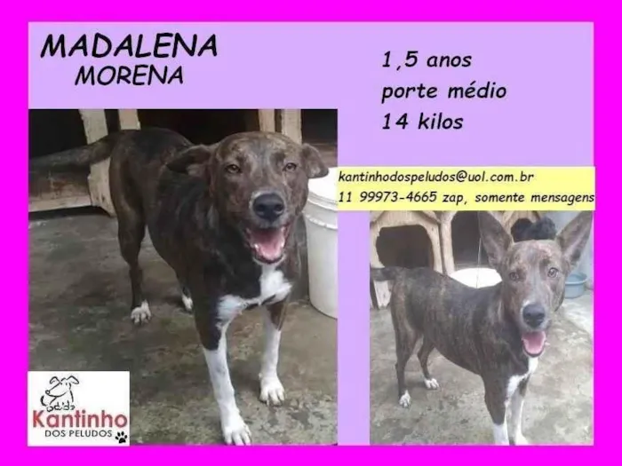 Cachorro ra a SRD-ViraLata idade 1 ano nome Madalena morena