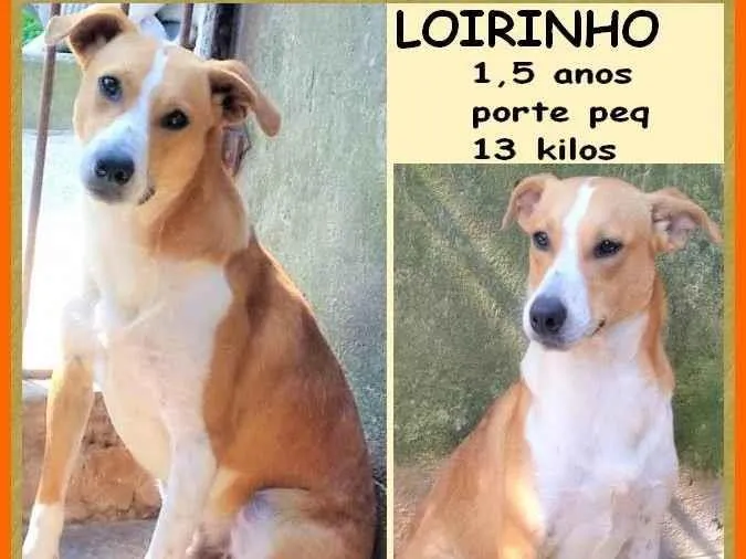Cachorro ra a SRD-ViraLata idade 1 ano nome Loirinho