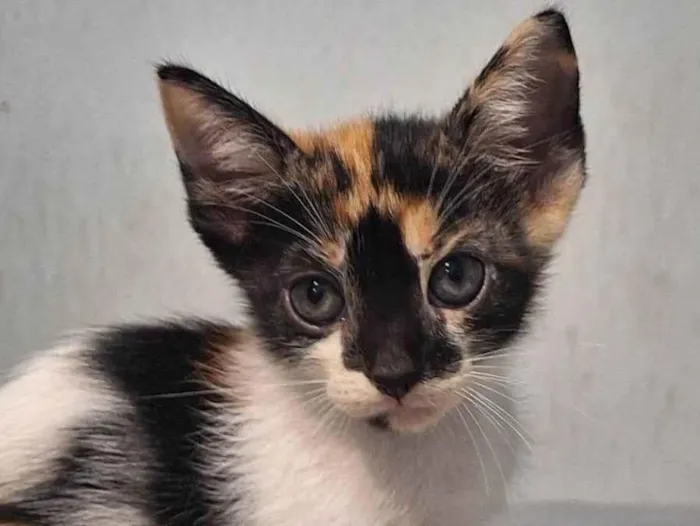 Gato ra a SRD-ViraLata idade Abaixo de 2 meses nome Banguela 