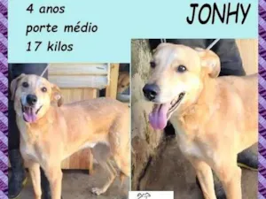 Cachorro raça SRD-ViraLata idade 4 anos nome Jonhy