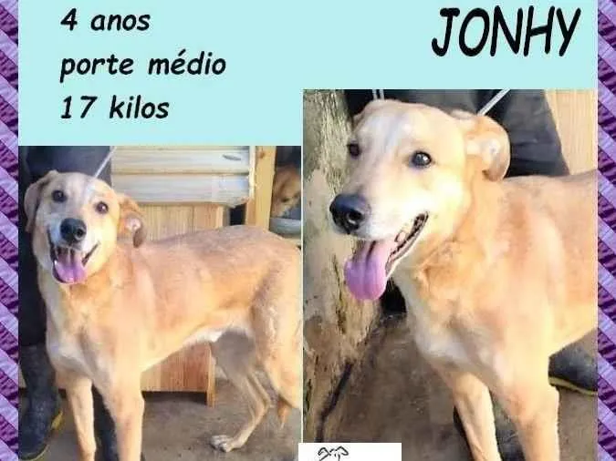 Cachorro ra a SRD-ViraLata idade 4 anos nome Jonhy
