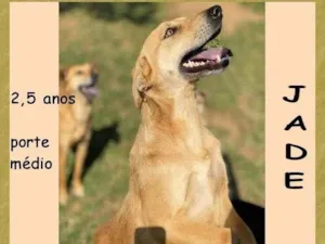 Cachorro raça SRD-ViraLata idade 2 anos nome Jade 