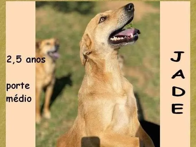 Cachorro ra a SRD-ViraLata idade 2 anos nome Jade 