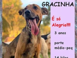 Cachorro raça SRD-ViraLata idade 3 anos nome Gracinha 