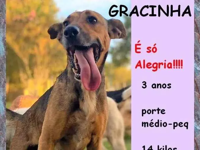 Cachorro ra a SRD-ViraLata idade 3 anos nome Gracinha 
