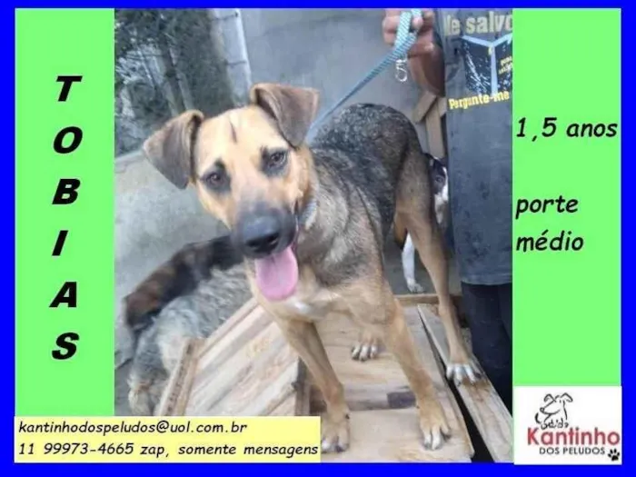 Cachorro ra a SRD-ViraLata idade 1 ano nome Tobias 